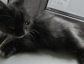 Кошка «Мышка» потеряла хвост, но нашла любящих хозяев