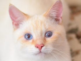 Волшебный котик Йогурт
