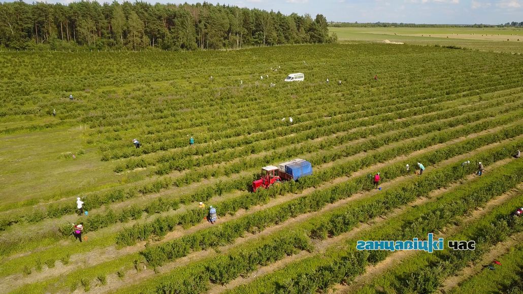 Сколько в Ганцевичах можно заработать на сборе голубики на плантациях