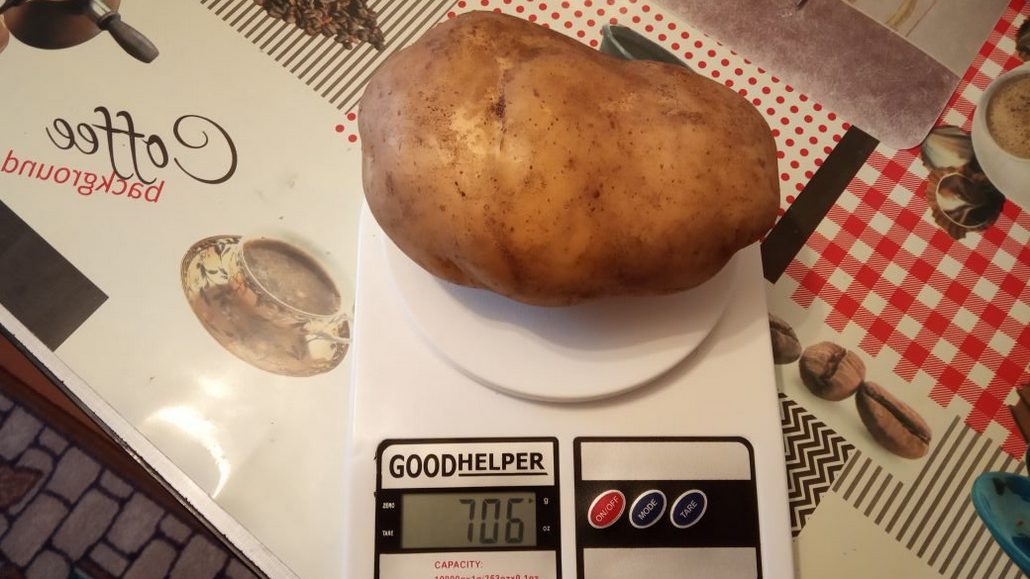 706 граммов вес одной штуки картофеля