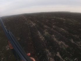 Инспекция охраны животного мира: сезон «зайчатников» закрылся