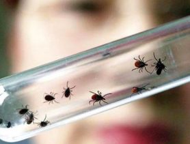 Сотню жителей Ганцевичского района укусили клещи: трое заболели