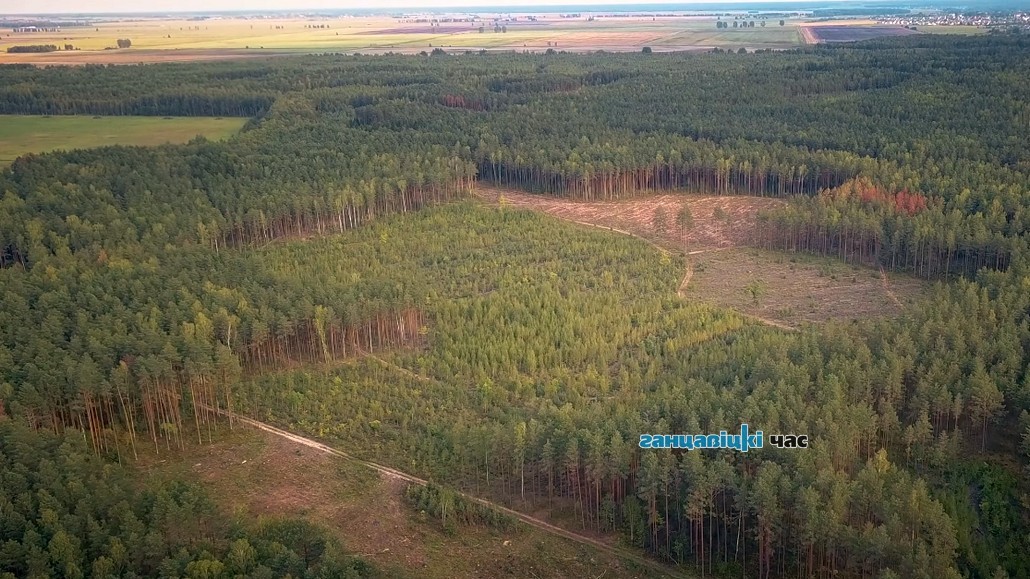 Грибники в курсе? Не везде в Брестской области можно ходить в лес   