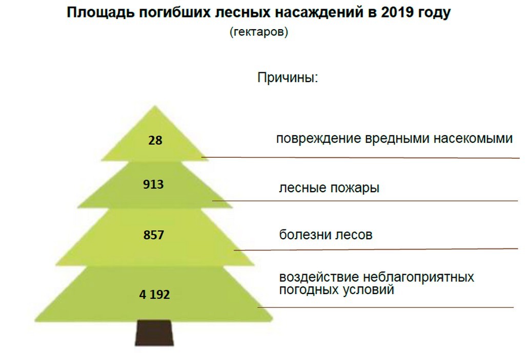 Ганцевичский район - самый «лесной» в Брестской области