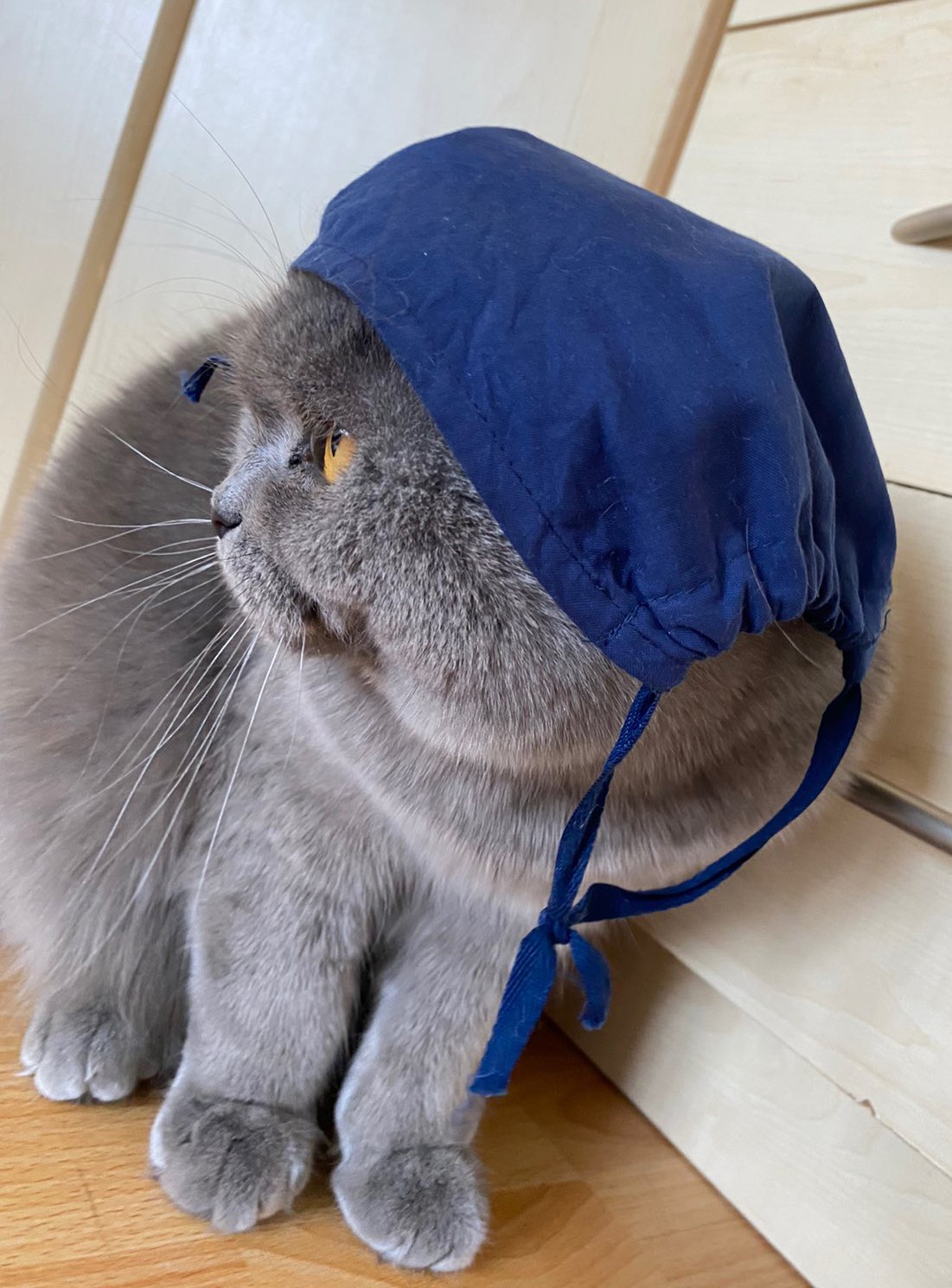 Янин шотландский кот Серик с неохотой тоже надевает маску