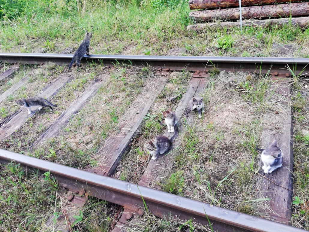 Как сказано в повести «Маленький принц»французского лётчика и писателя Антуана де Сент-Экзюпери «Ты навсегда в ответе за всех, кого приручил»